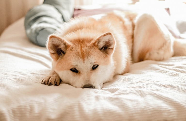 福山市で中庭のある家をお探しの方へ｜犬と幸せに暮らせる中庭プラン