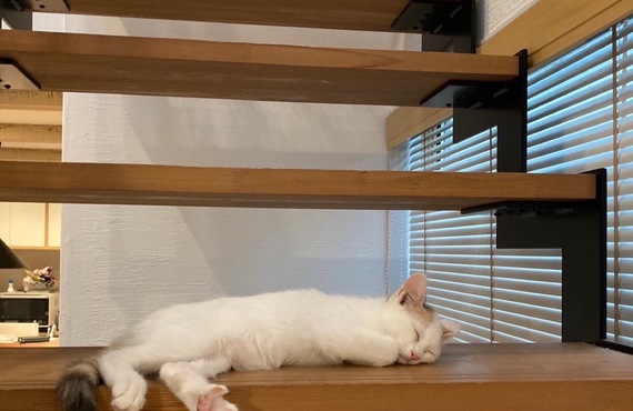 福山市で新築をお探しの方へ｜猫と暮らす吹抜のある家